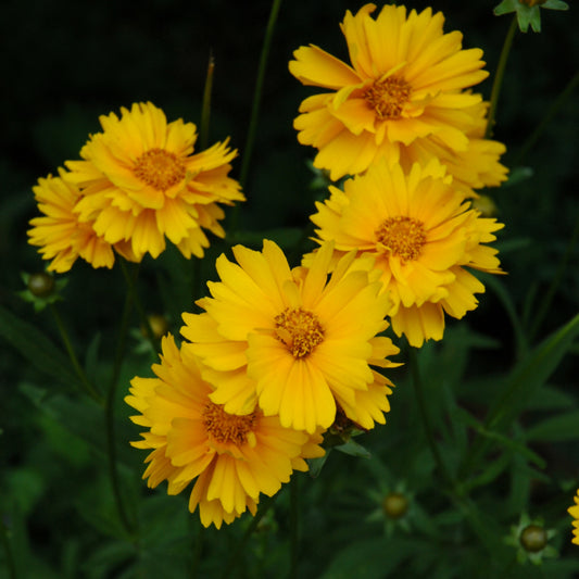 Coreopsis 'Early Sunrise'