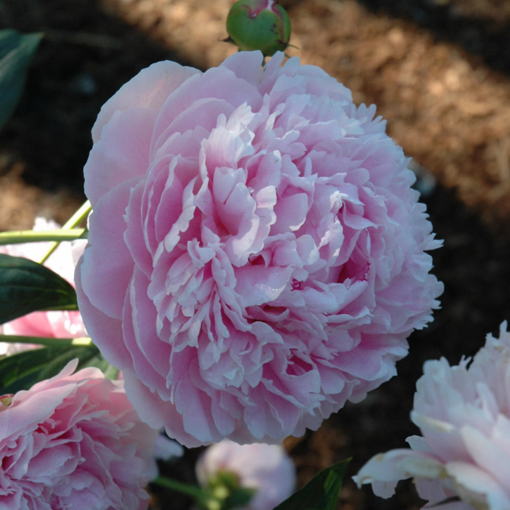 Paeonia 'Shirley Temple'