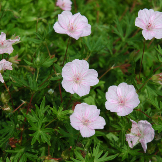 Geranium sanguineum 'var. striatum'