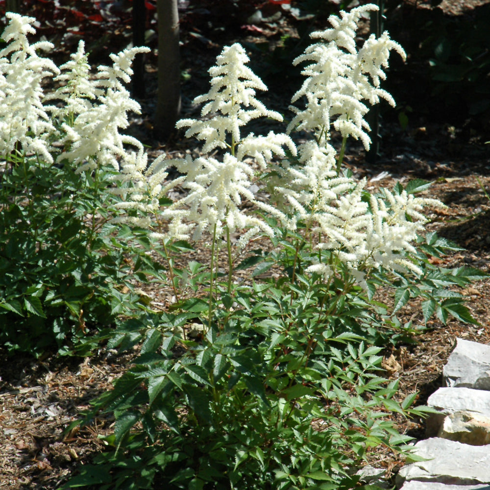 Deutschland Astilbe