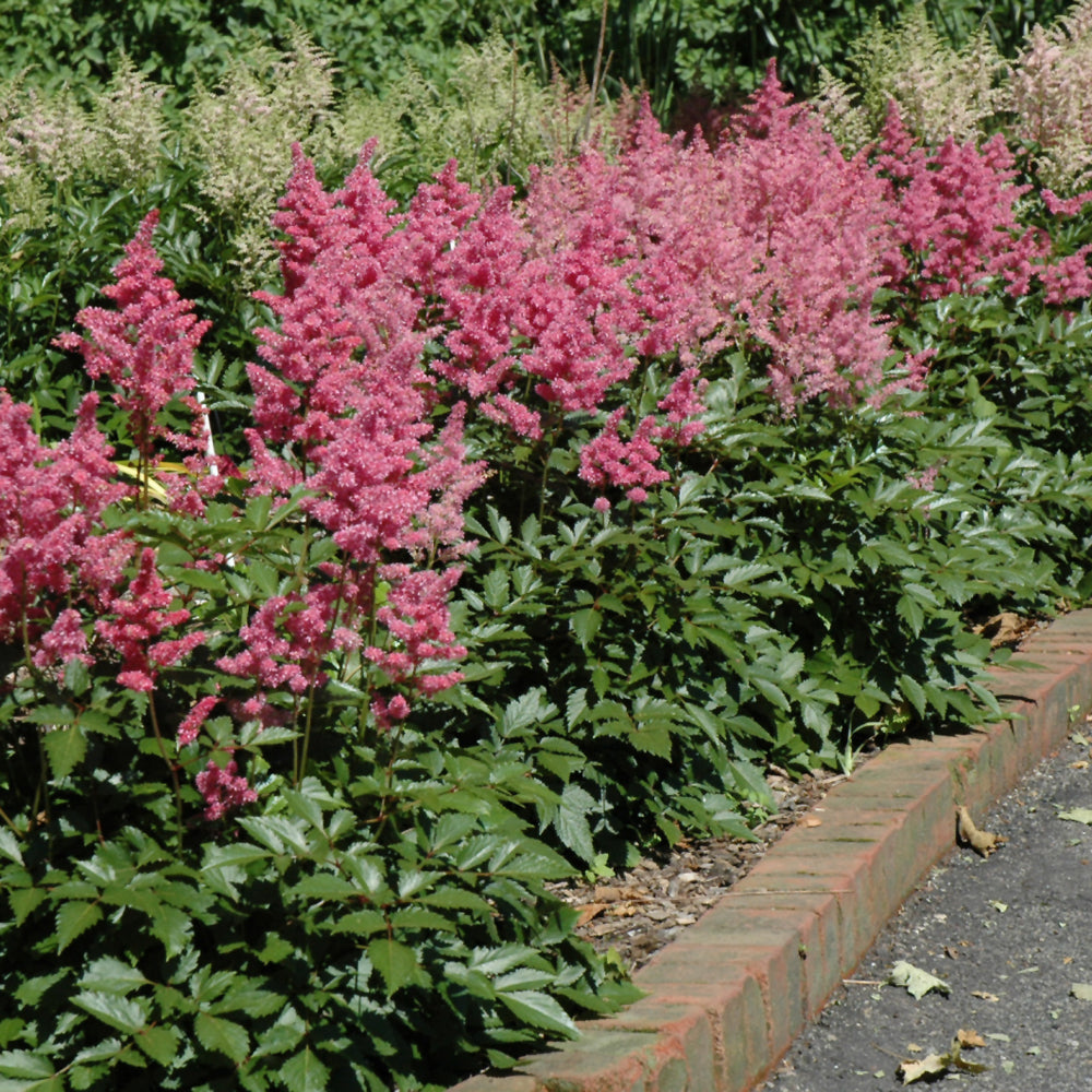 Rheinland Astilbe