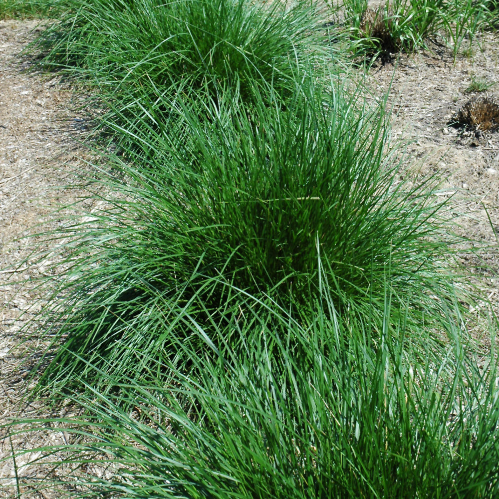 Deschampsia cespitosa