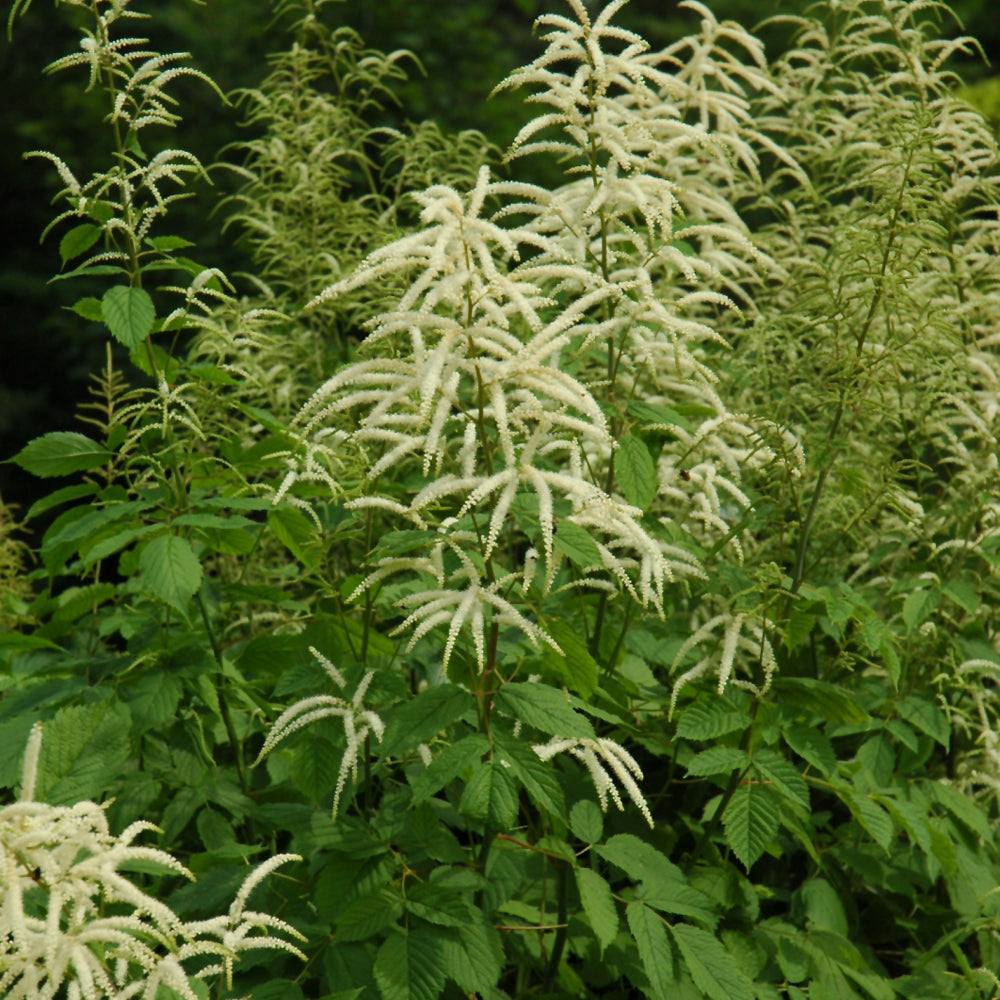 Aruncus dioicus