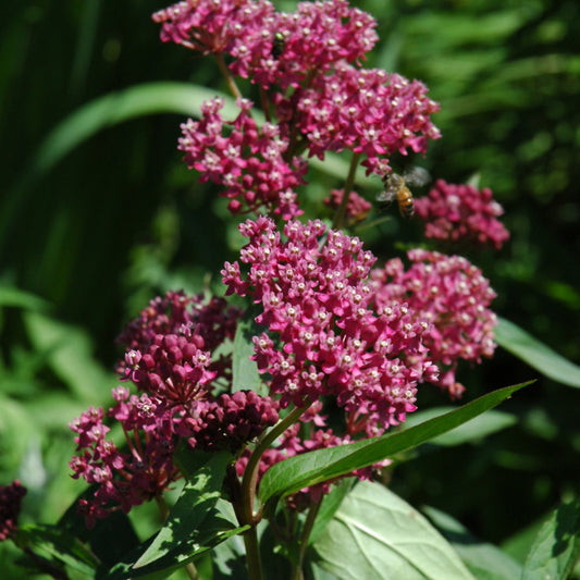 Asclepias incarnata