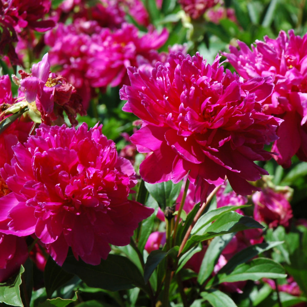 Paeonia 'Karl Rosenfield'