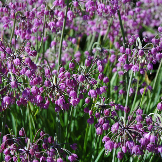 Allium cernuum