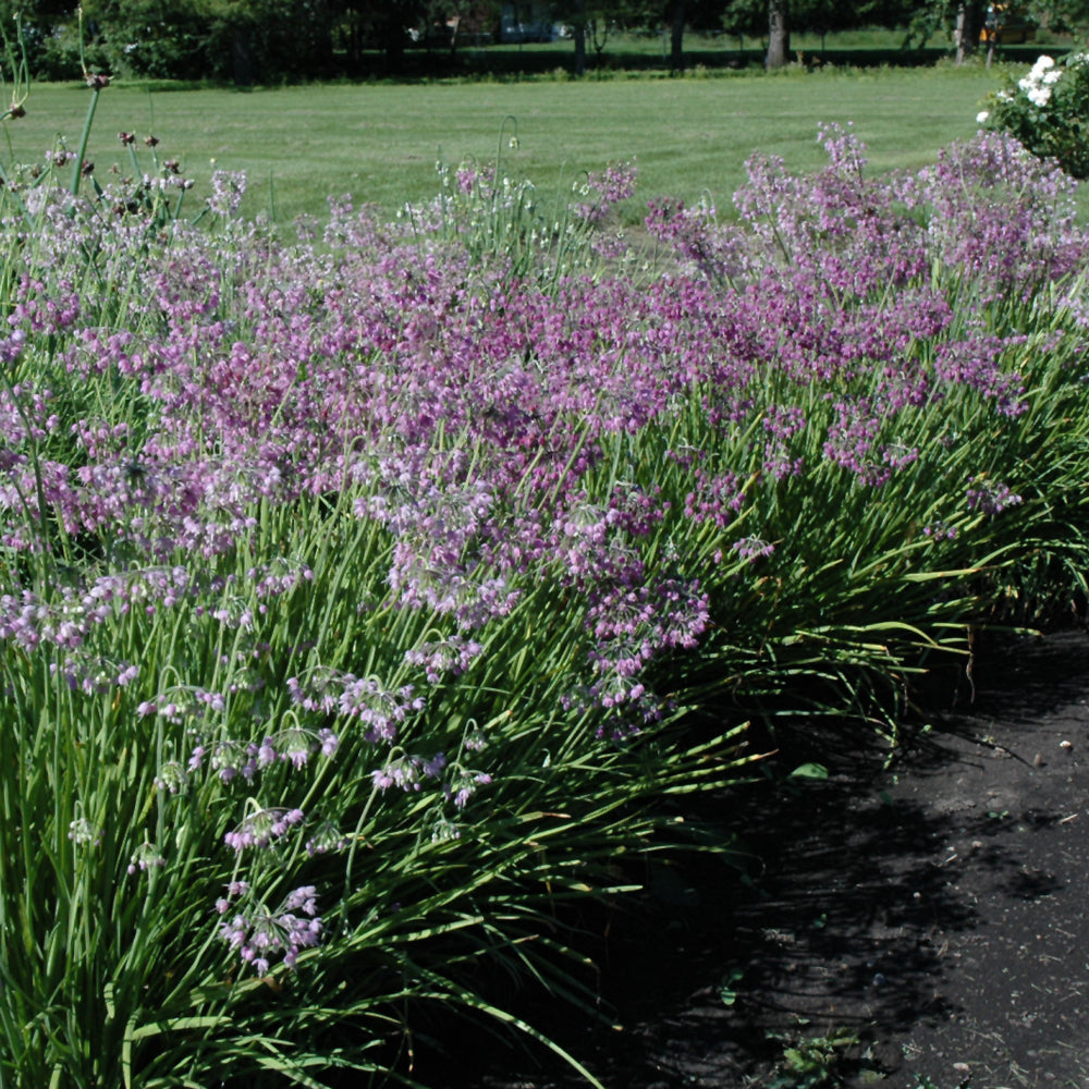 Nodding Onion