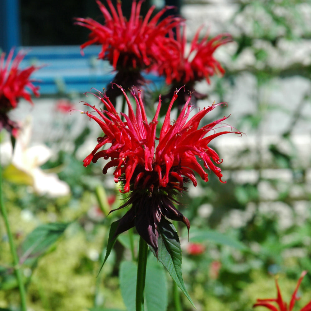 Monarda 'Jacob Cline'