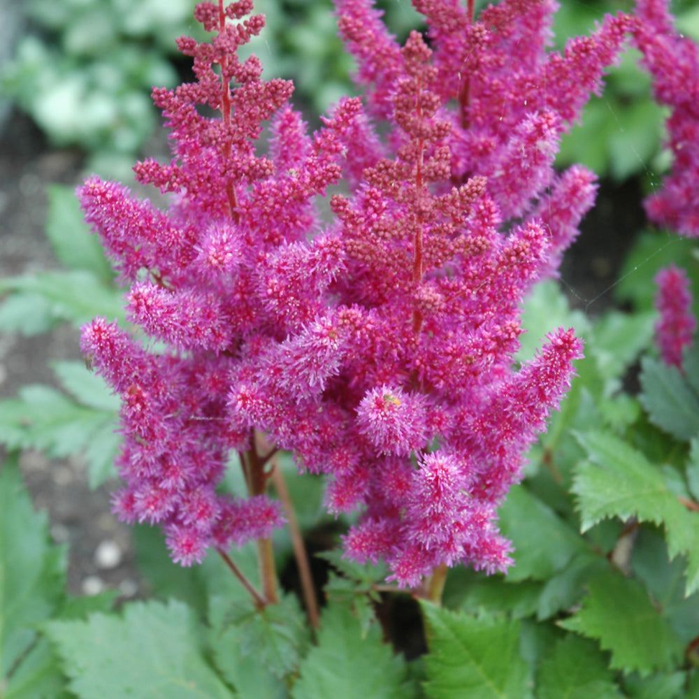 Astilbe chinensis 'Visions'