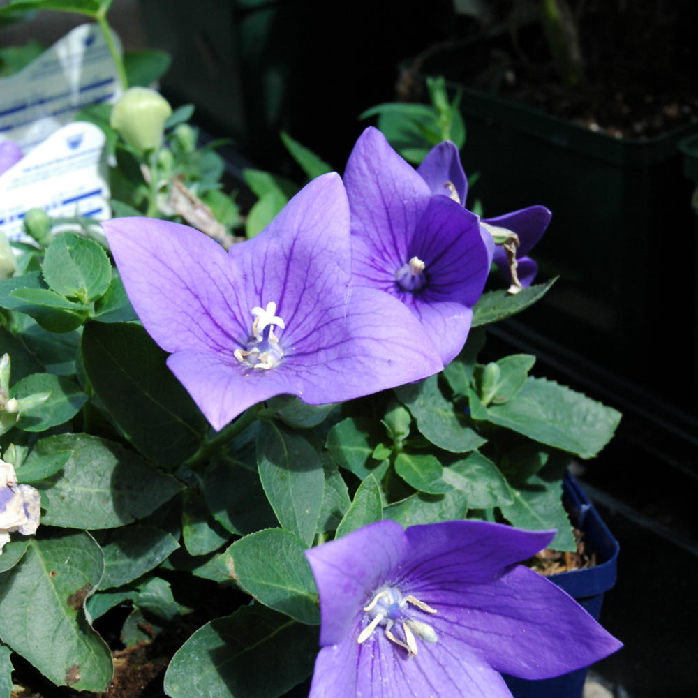 Platycodon grandiflorus 'Astra Blue'