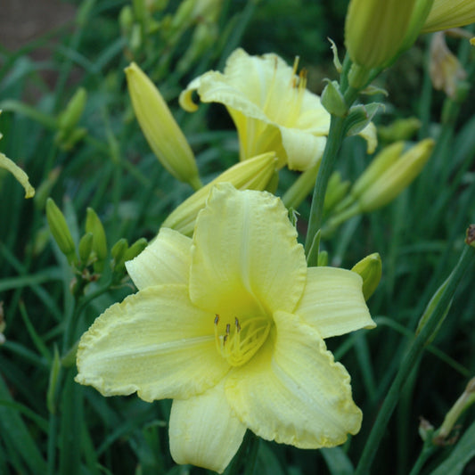 Hemerocallis 'Happy Returns'