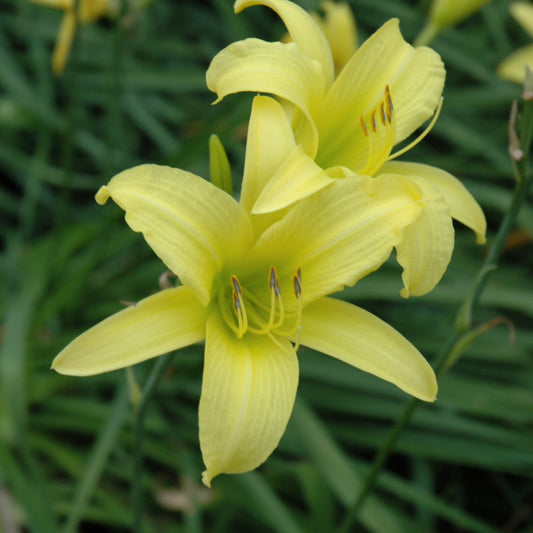 Hemerocallis 'Hyperion'