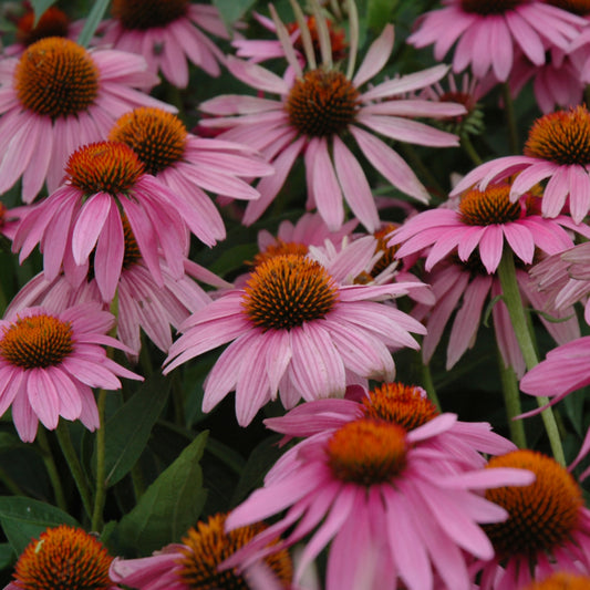 Echinacea purpurea 'Magnus'