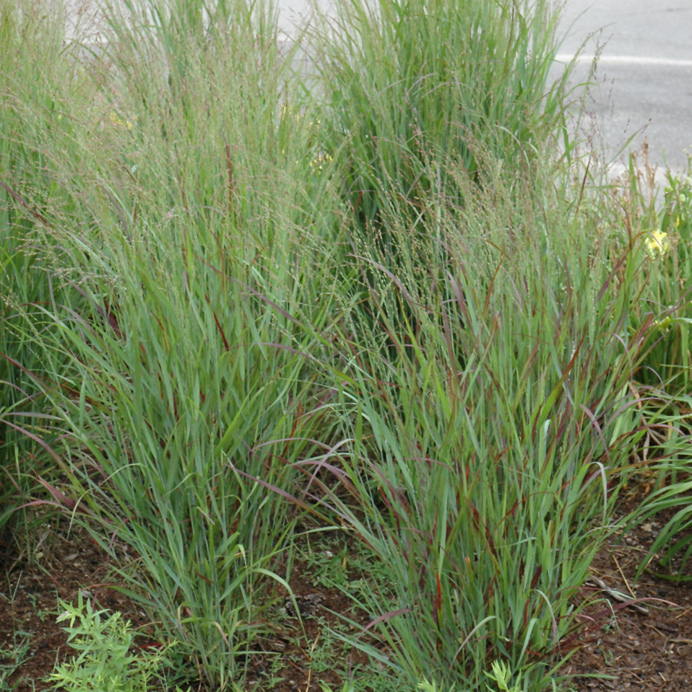 Shenandoah Reed Switch Grass