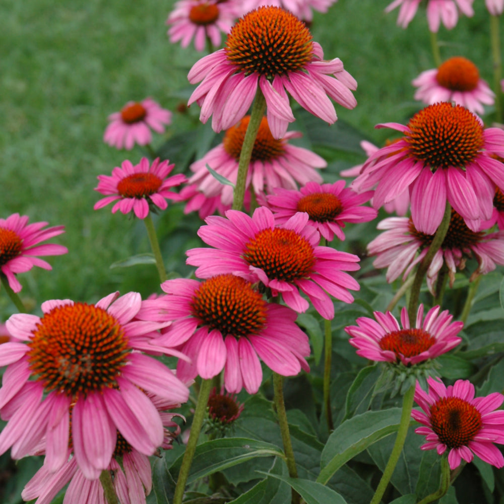 Ruby Star™ Coneflower