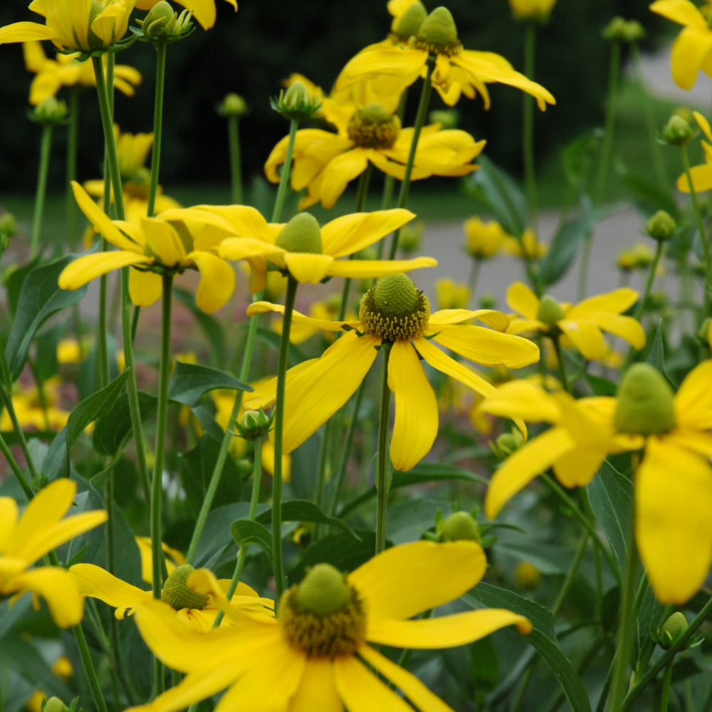 Rudbeckia 'Autumn Sun'