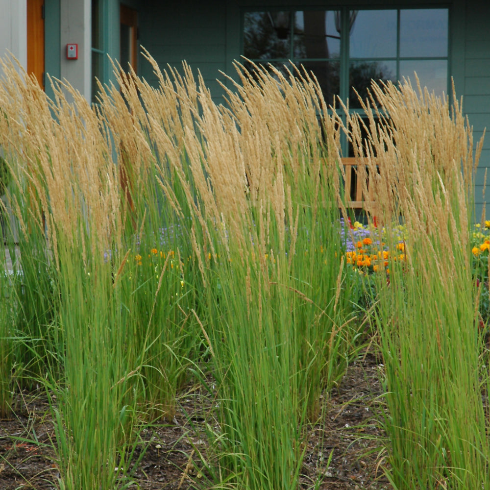 Calamagrostis x acutiflora 'Karl Foerster'