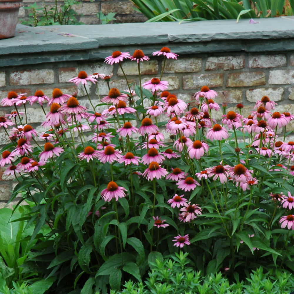 Magnus Coneflower