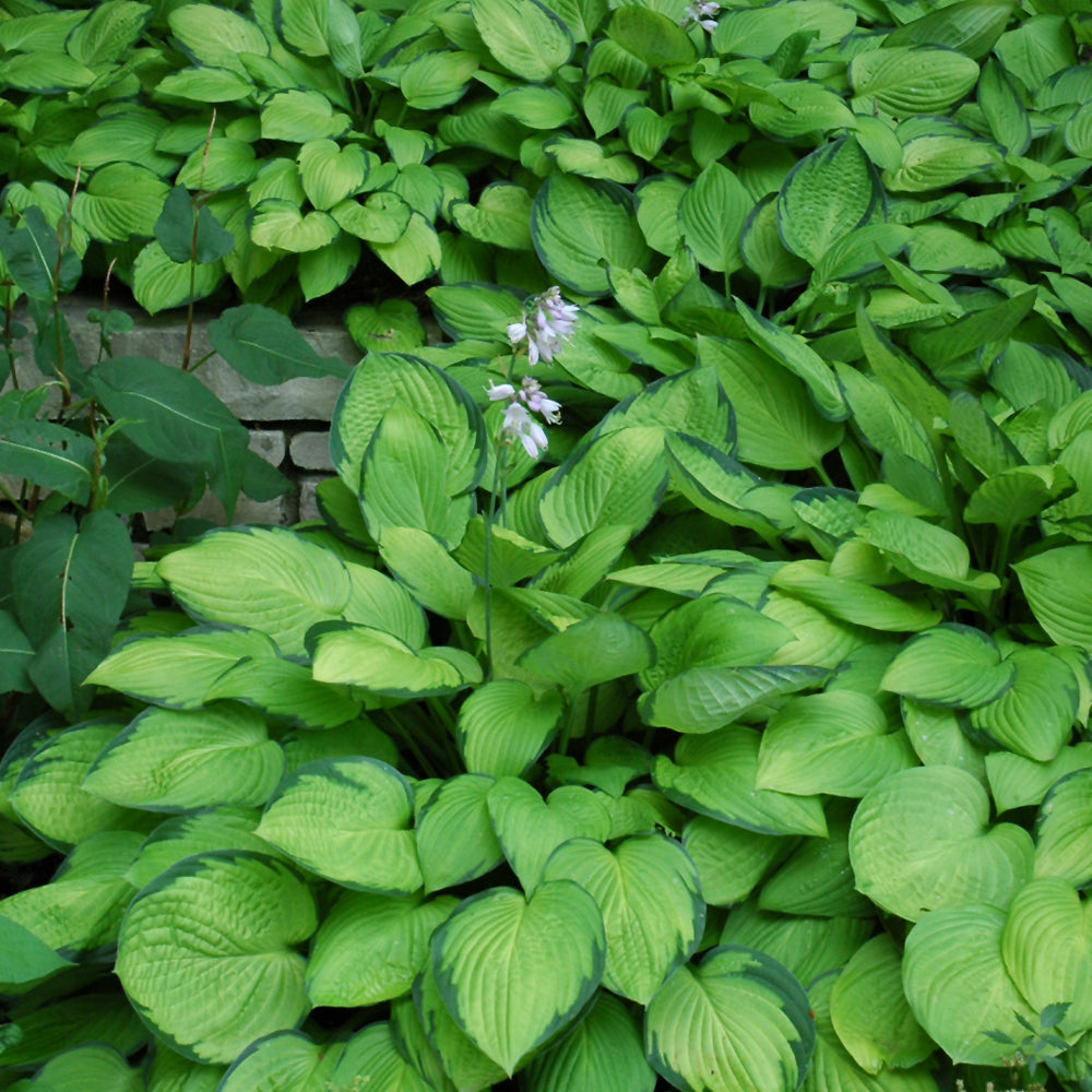 Gold Standard Hosta