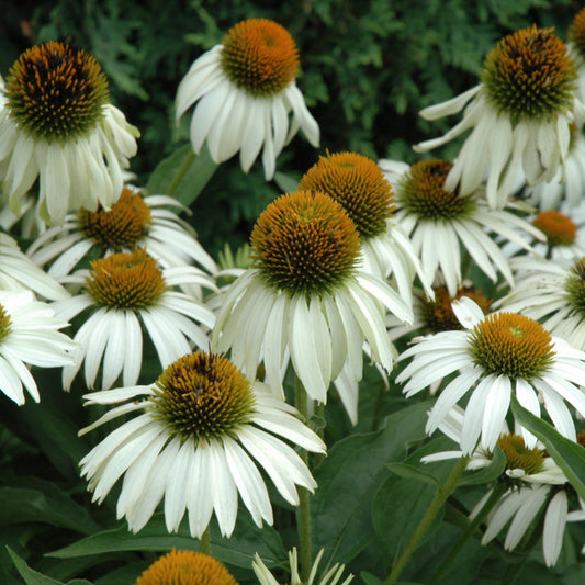 Echinacea purpurea 'White Swan'