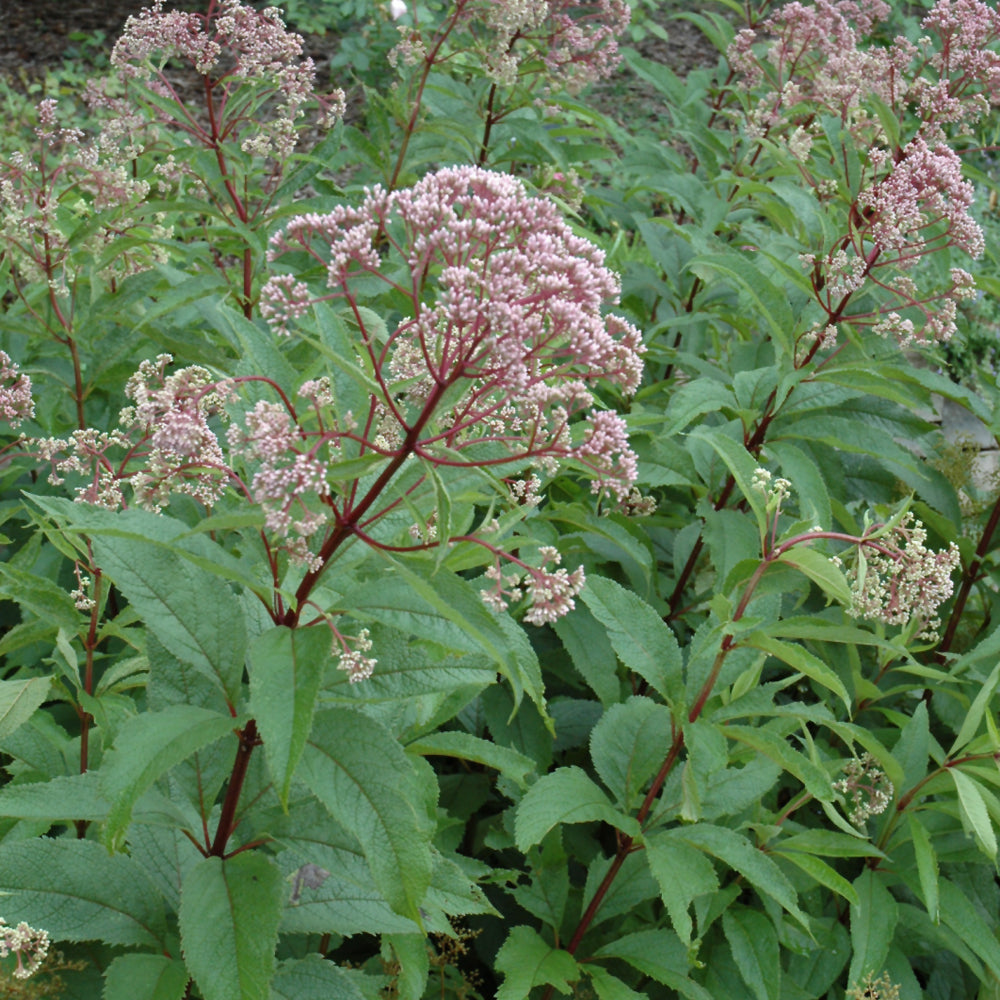 Gateway Joe Pye Weed