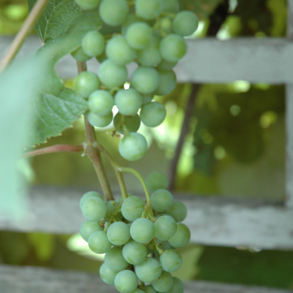 Vitis 'Edelweiss'