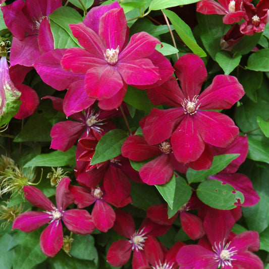 Clematis 'Rouge Cardinal'