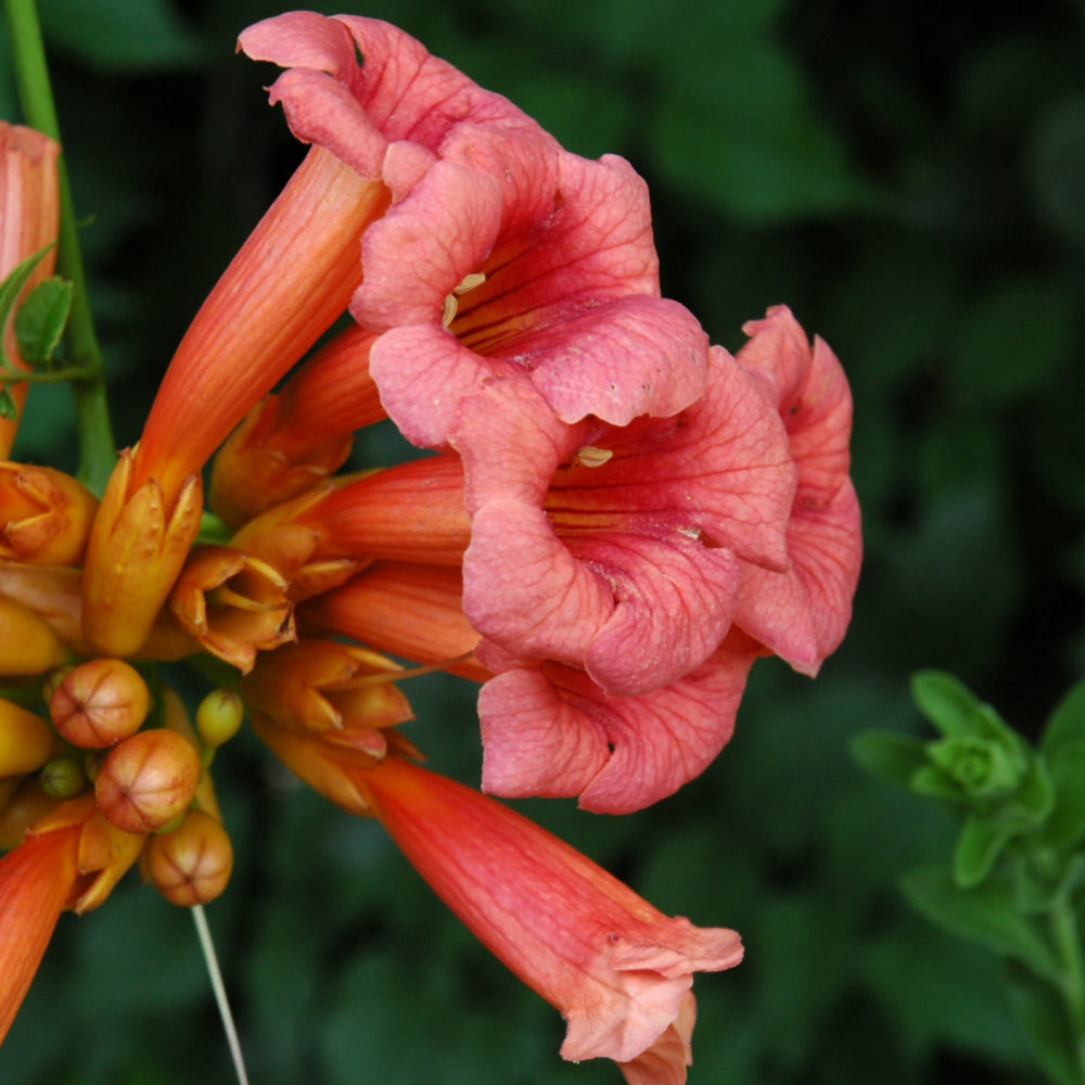 Campsis radicans