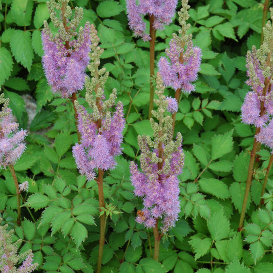 Astilbe chinensis 'Pumila'