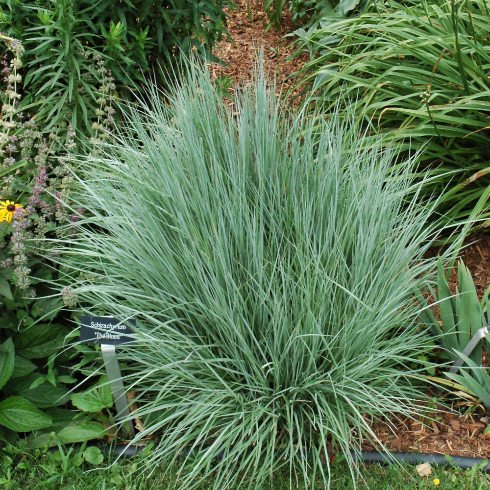 Schizachyrium scoparium 'The Blues'