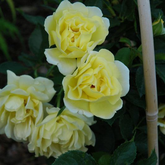 Rosa 'Yellow Submarine'