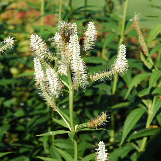 Veronicastrum virginicum