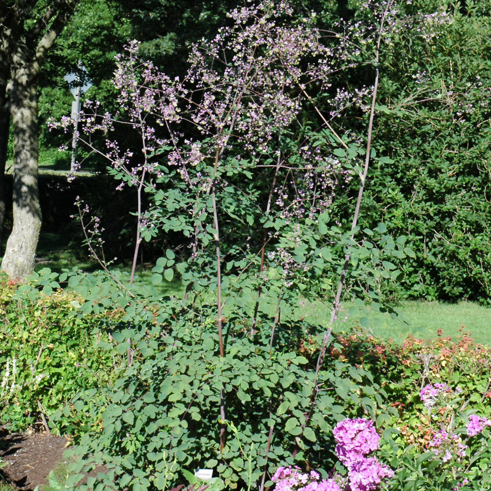 Rochebrun Meadow Rue