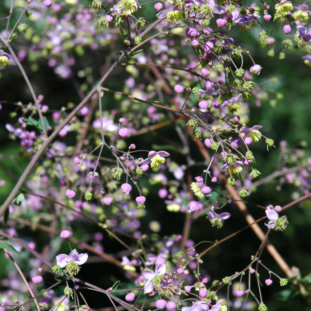 Thalictrum rochebrunianum