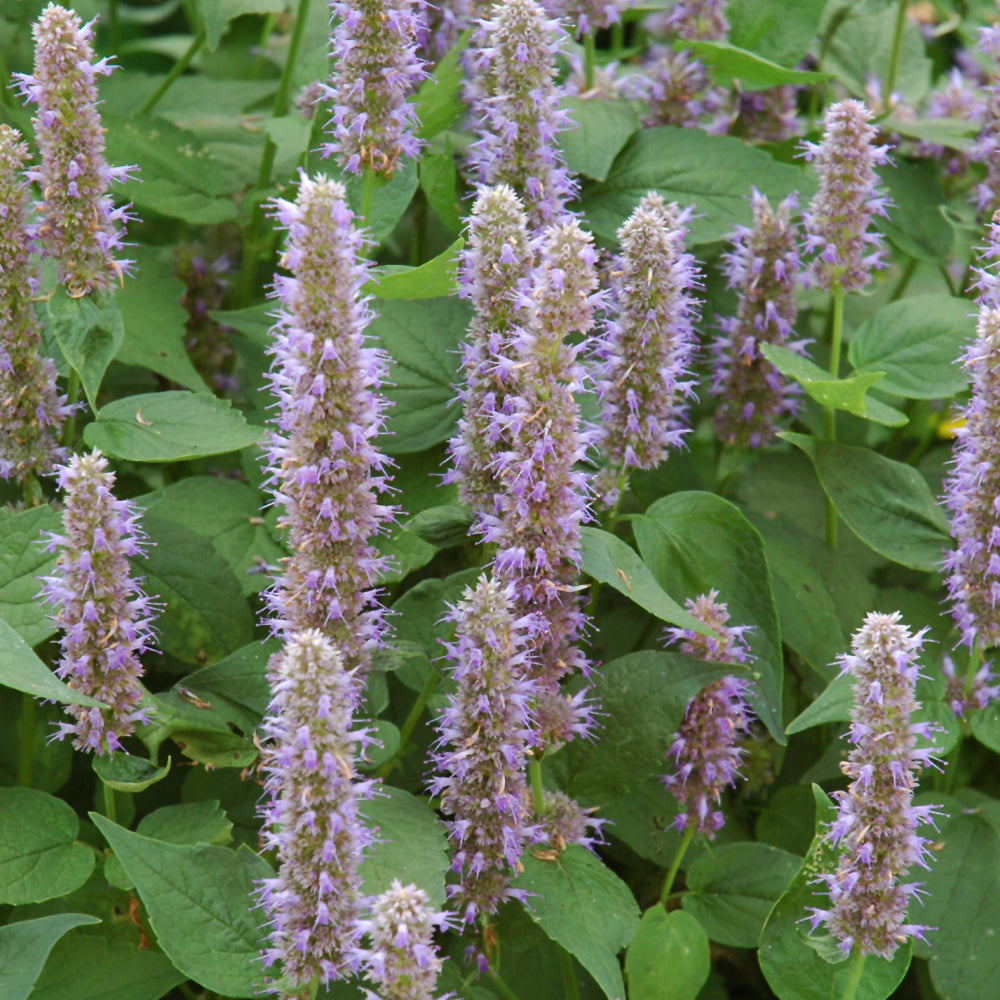 Agastache 'Blue Fortune'