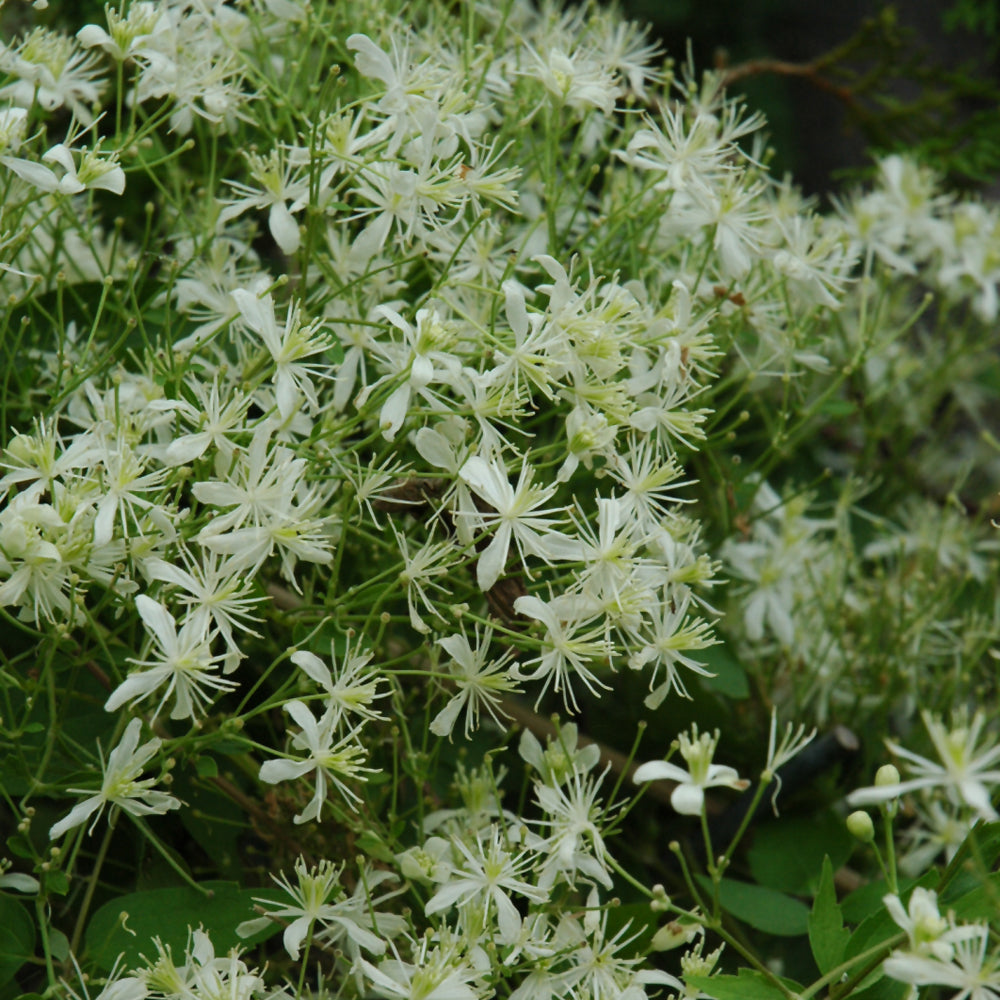 Clematis paniculata