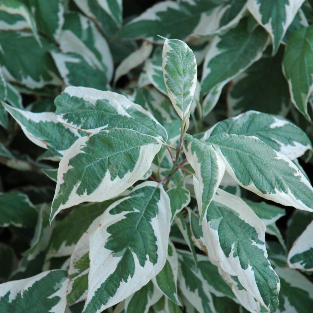 Ivory Halo Dogwood