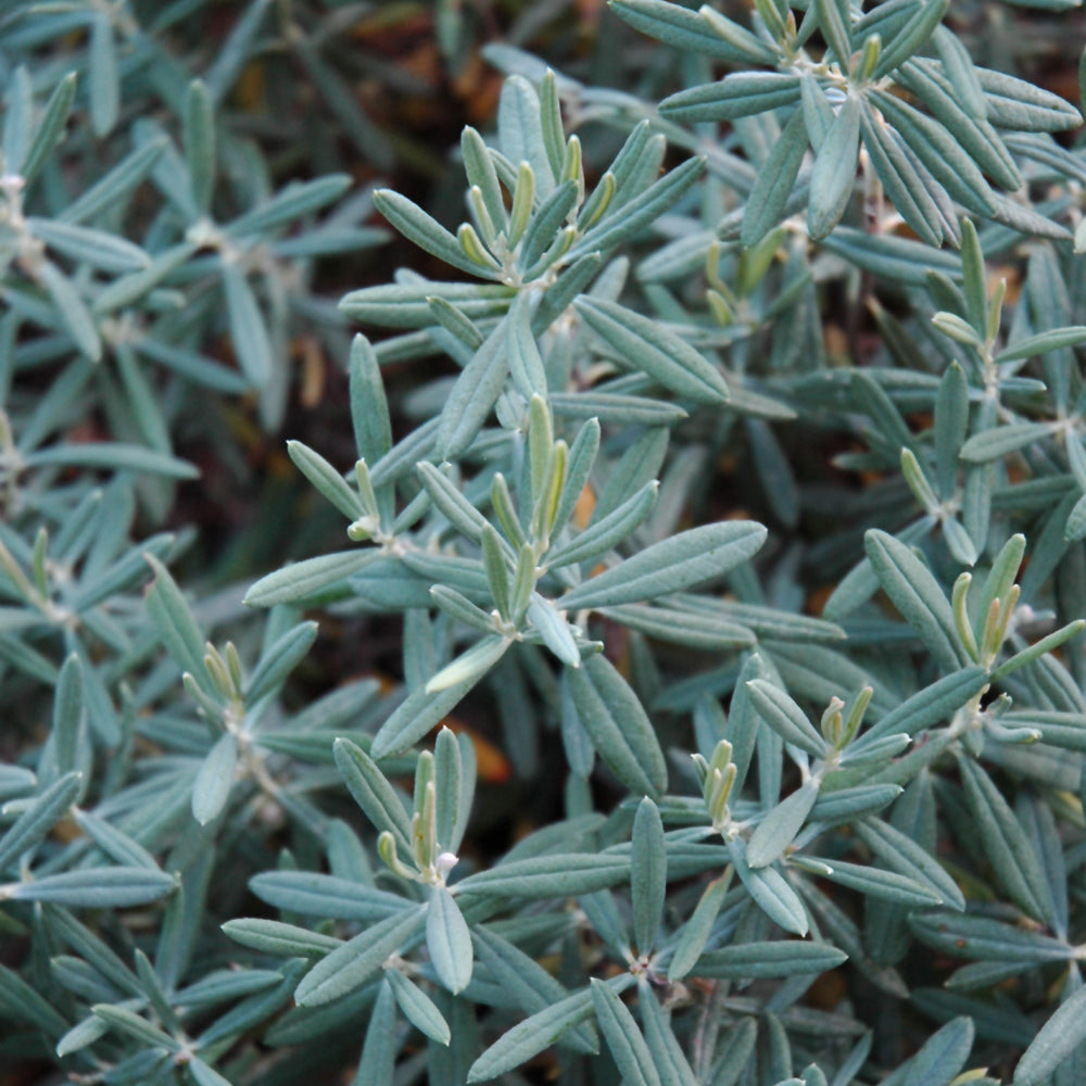 Blue Ice Bog Rosemary