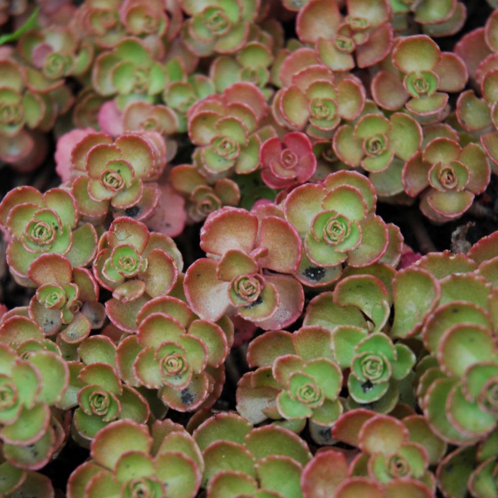 Sedum spurium 'Fuldaglut'