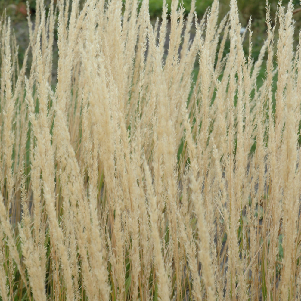 Karl Foerster Reed Grass