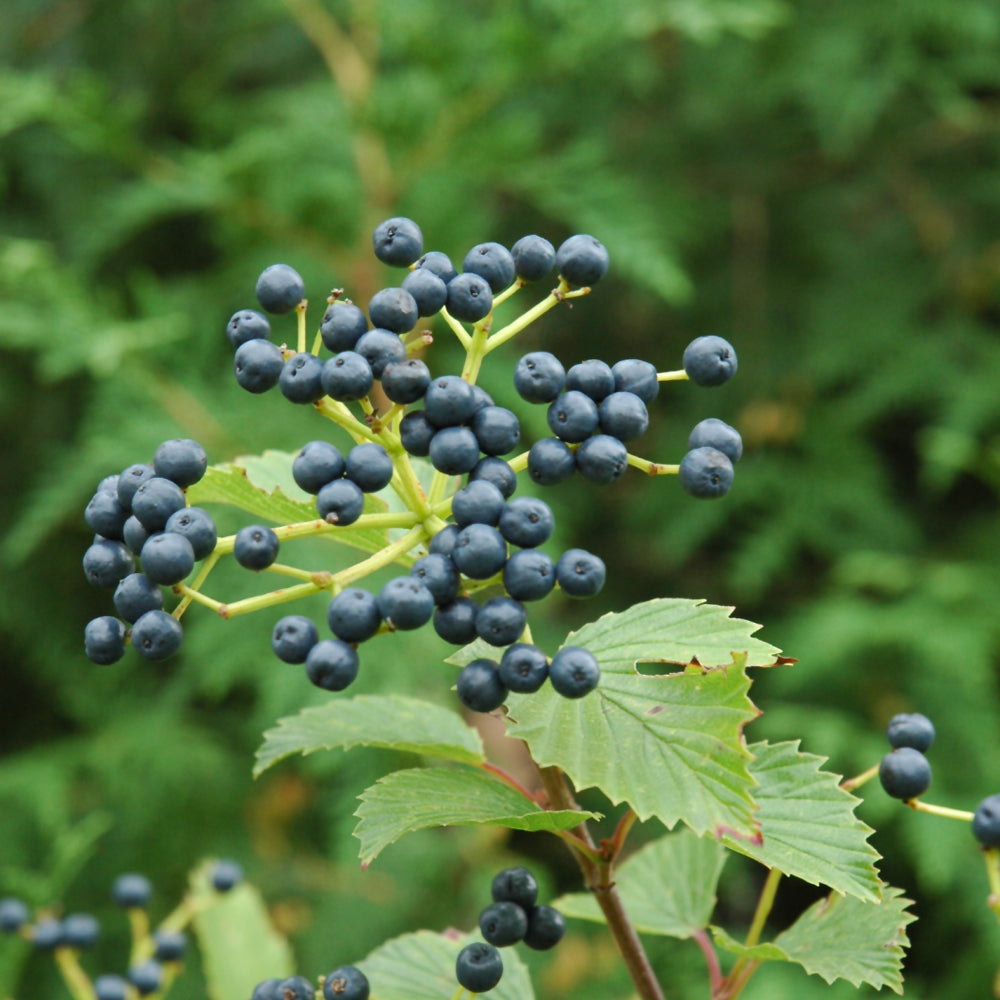 Viburnum dentatum 'Christom'