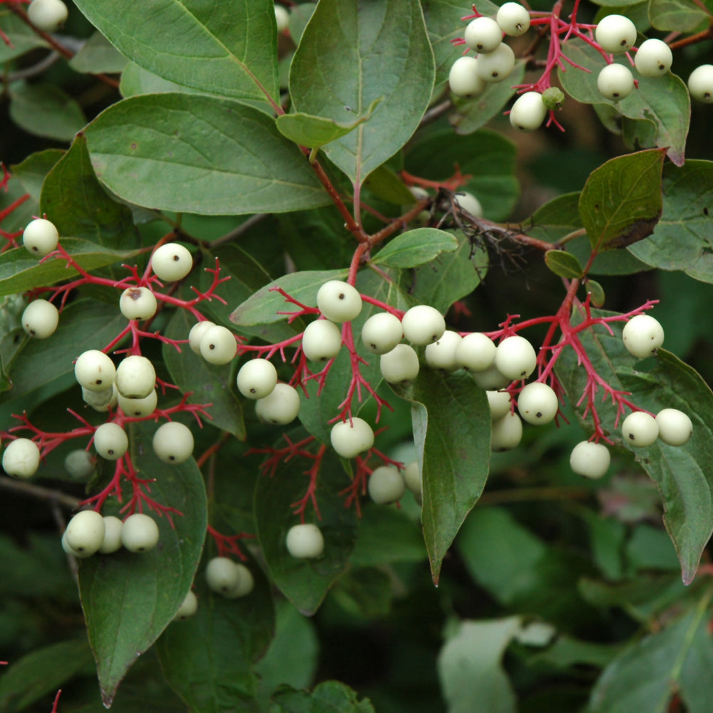 Cornus racemosa