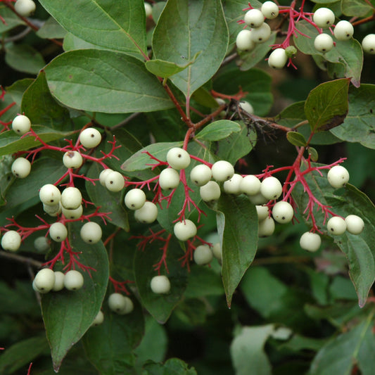 Cornus racemosa