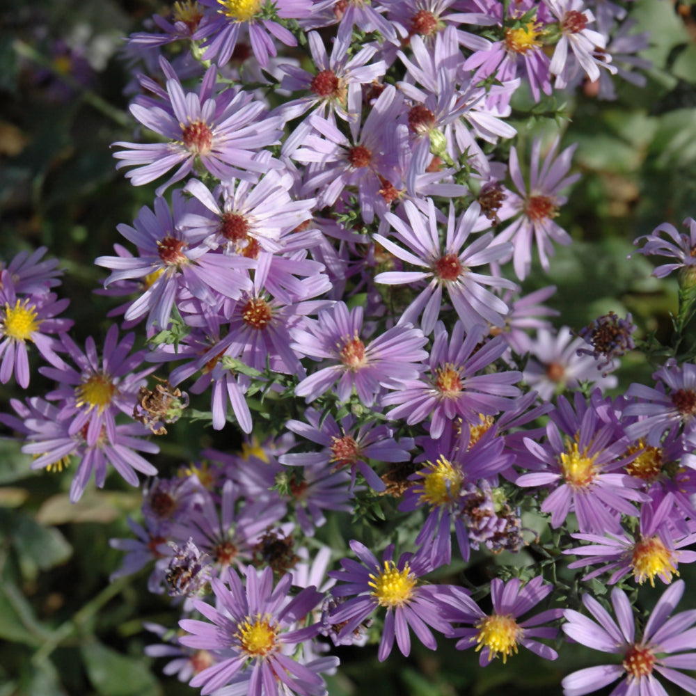 Symphyotrichum laeve 'Bluebird'