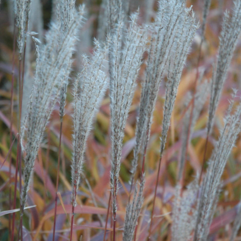 Flame Grass