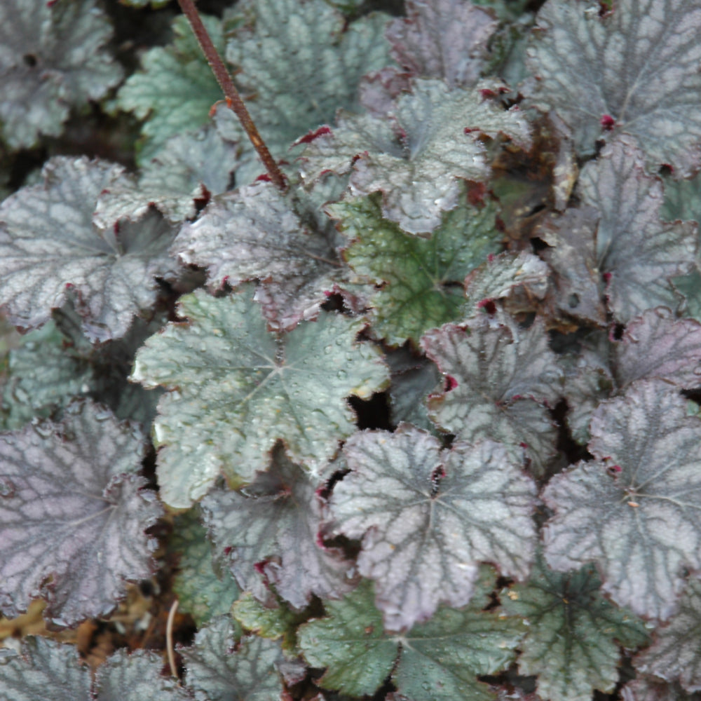 Heuchera 'Frosted Violet'