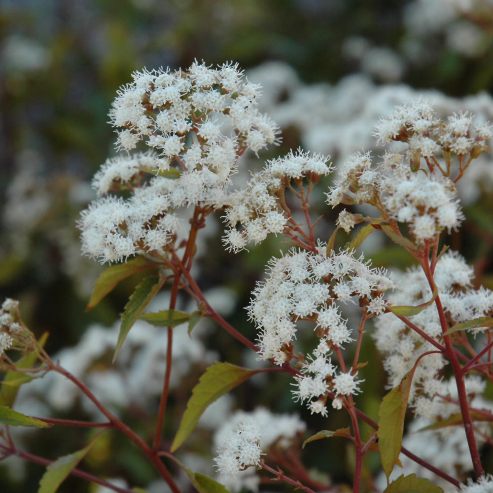 Eupatorium rugosum 'Chocolate'