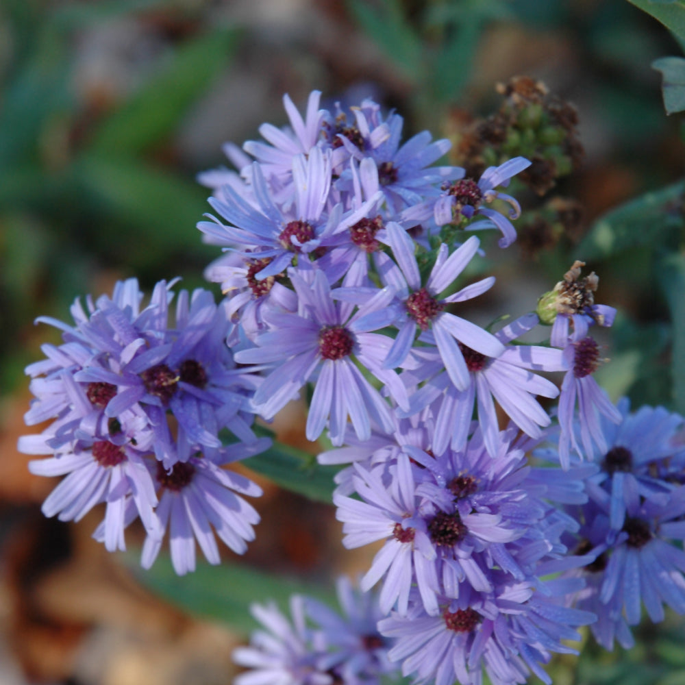 Symphyotrichum laeve