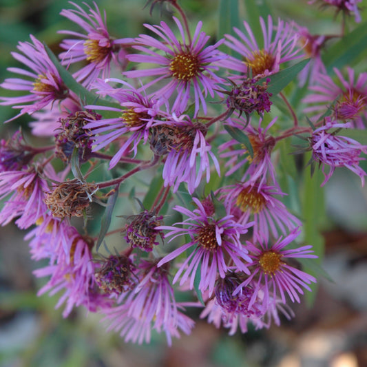 Symphyotrichum novae-angliae