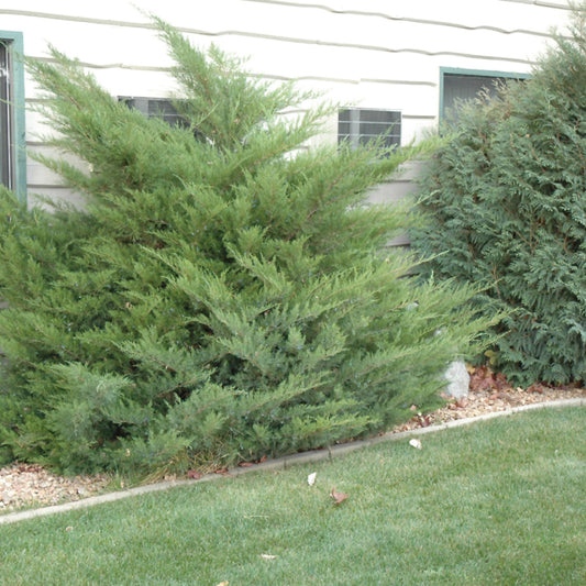 Juniperus chinensis 'Mint Julep'